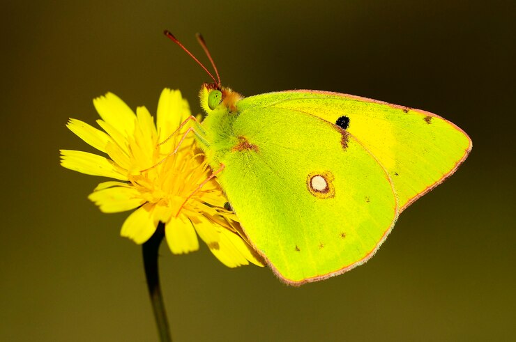 yellow butterfly spiritual meaning