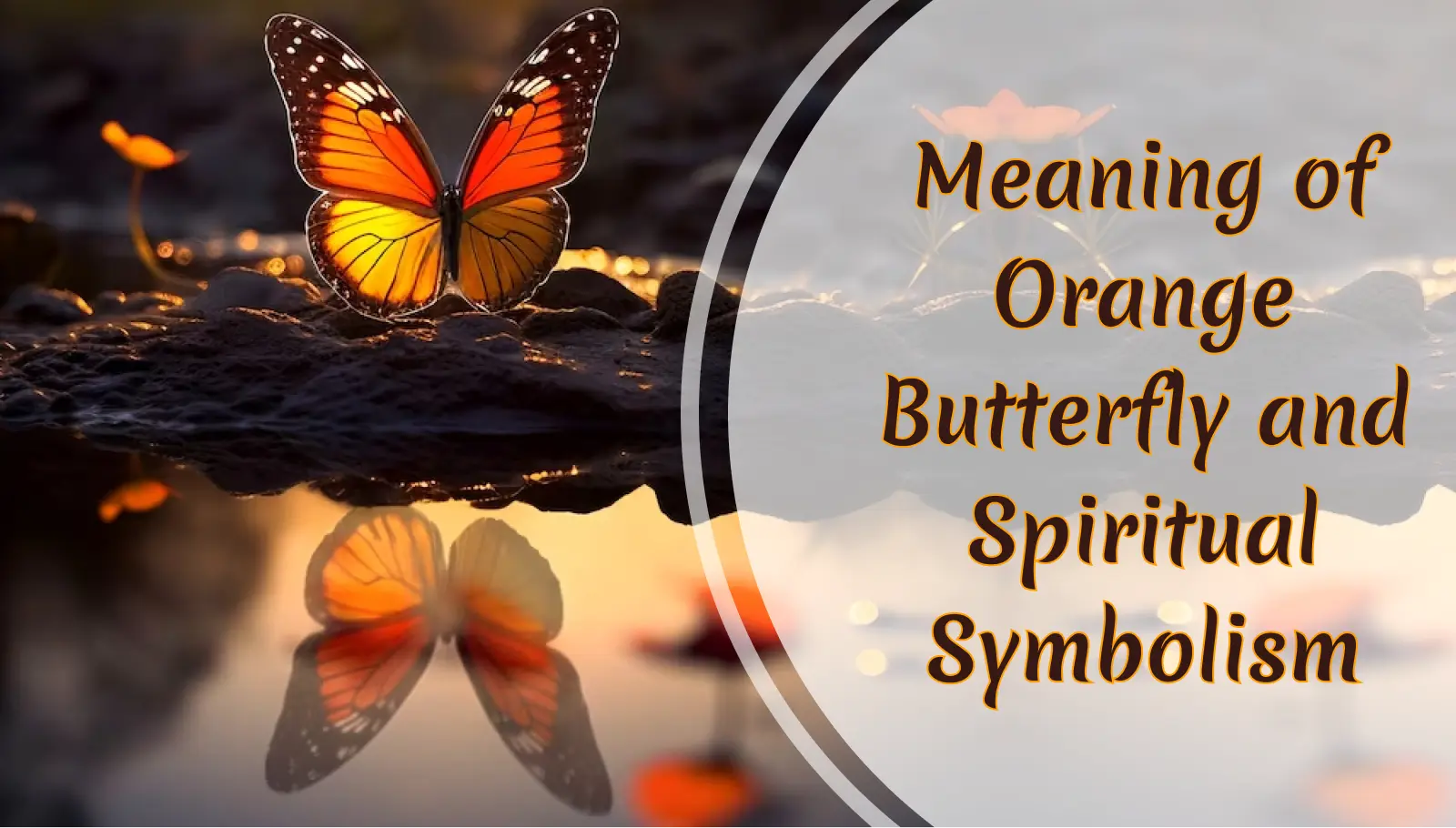 Meaning of Orange Butterfly and Spiritual Symbolism