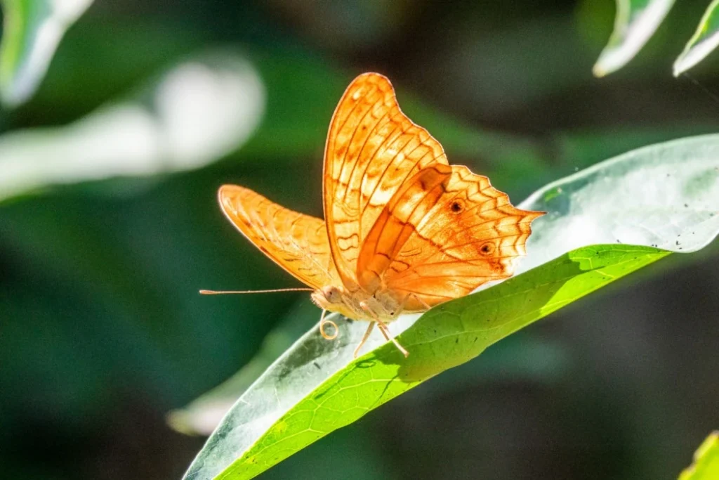 Orange Butterfly Image