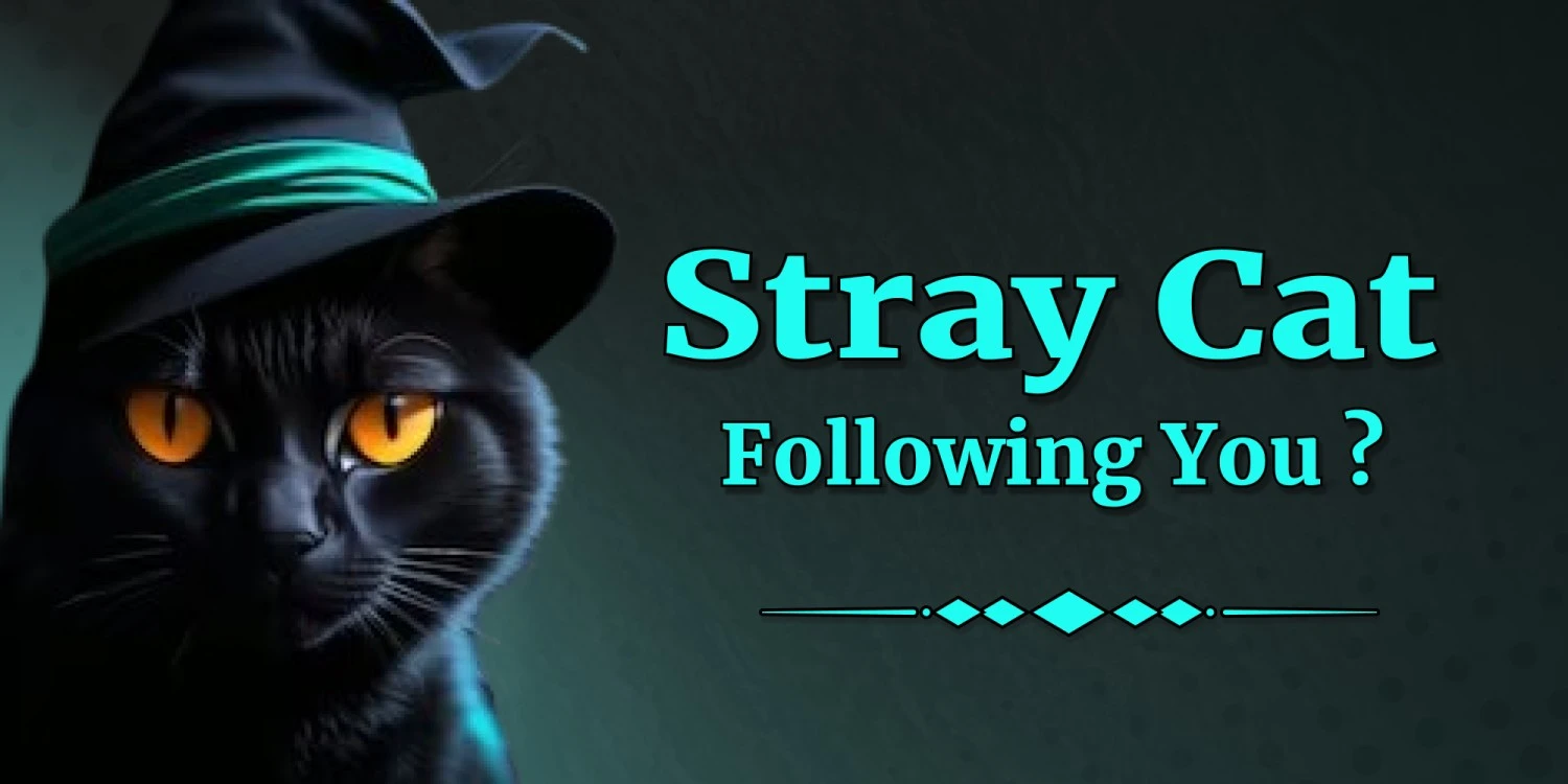 Stray cat following you