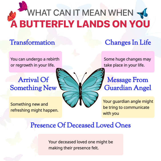 butterfly lands on you spiritual meaning
