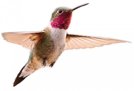 hummingbird PNG52 prrf5qs5l3clv72weeiahyxvrhwbd4w3drpc5yg16o 2