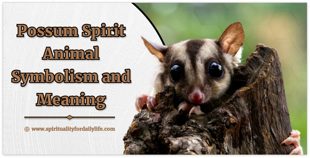 Possum Spirit Animal Symbolism and Meaning