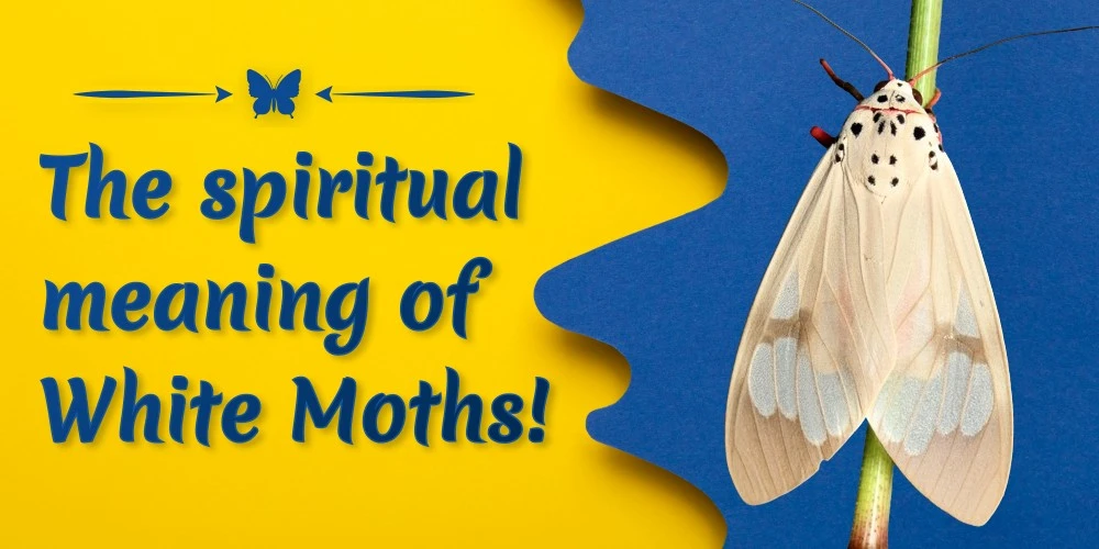 The spiritual meaning of White Moths!