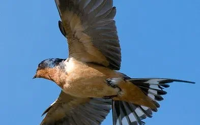 Swallow Bird Meaning