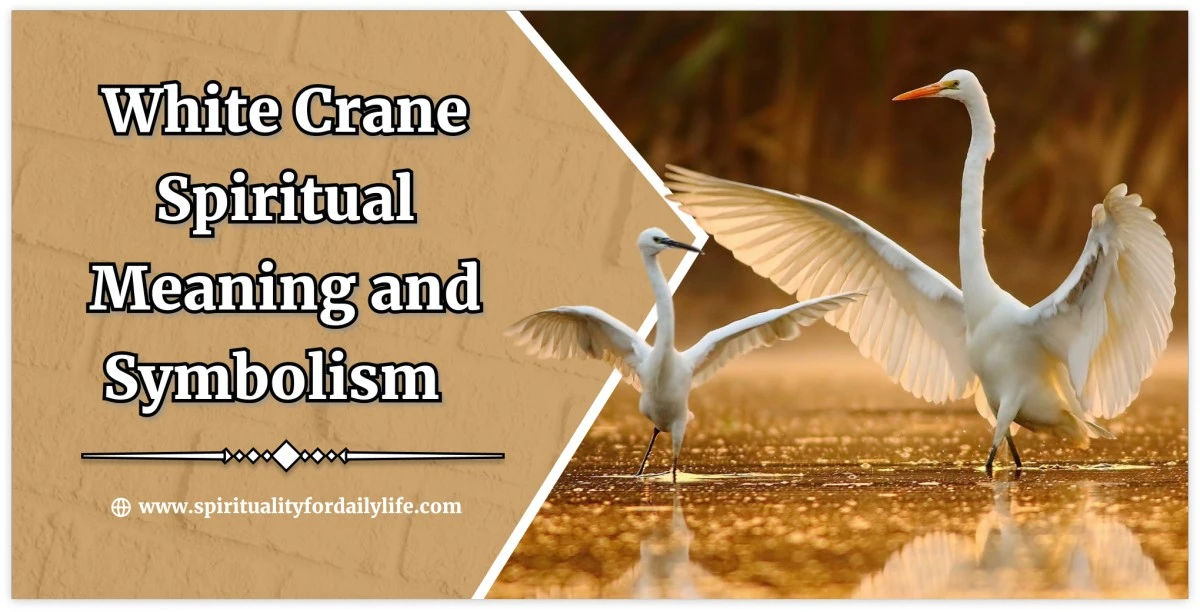 White Crane Spiritual Meaning and Symbolism