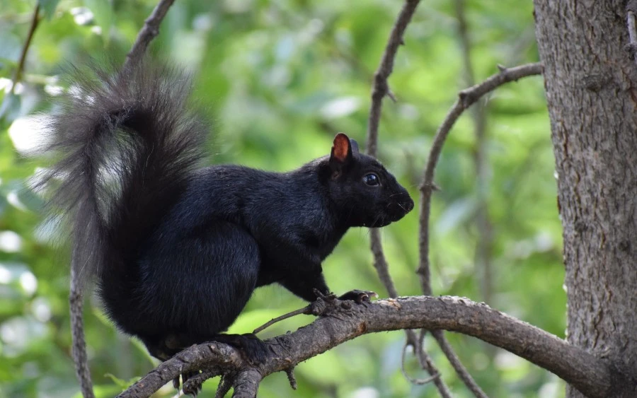 Black Squirrel as a Spirit Animal