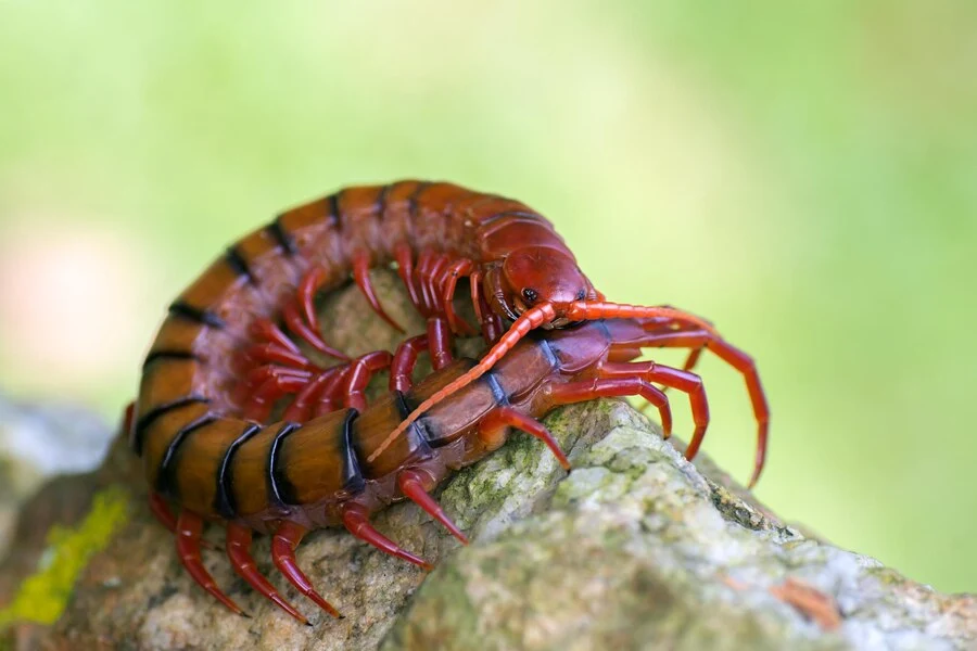 Spiritual meaning of Centipede